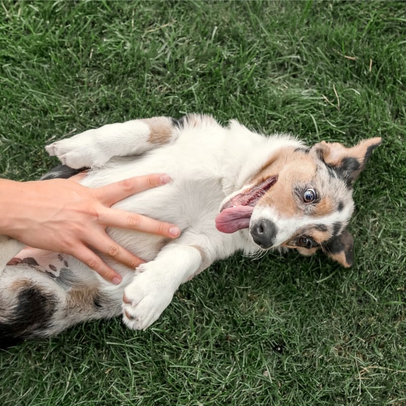 Dental Care, Cambridge Vet