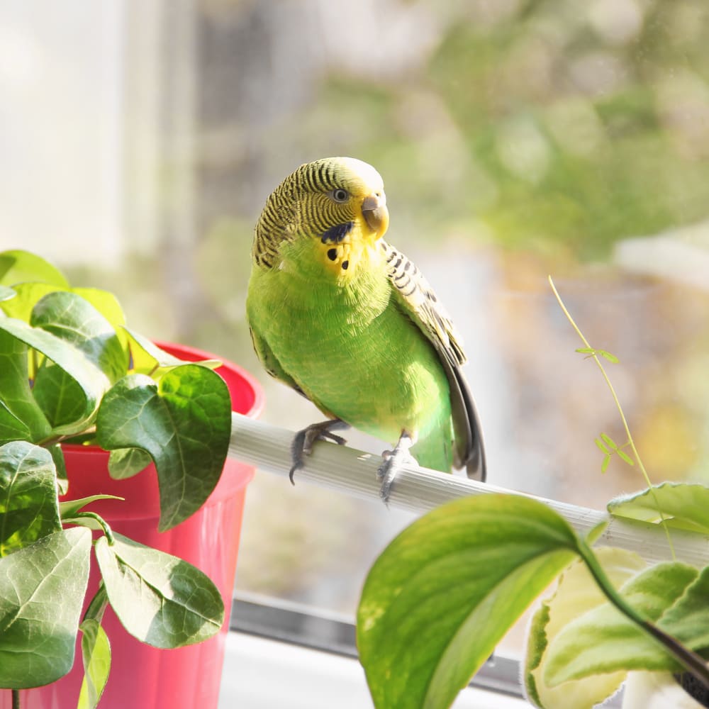 Avian & Exotic Pet Services, Cambridge Veterinarians