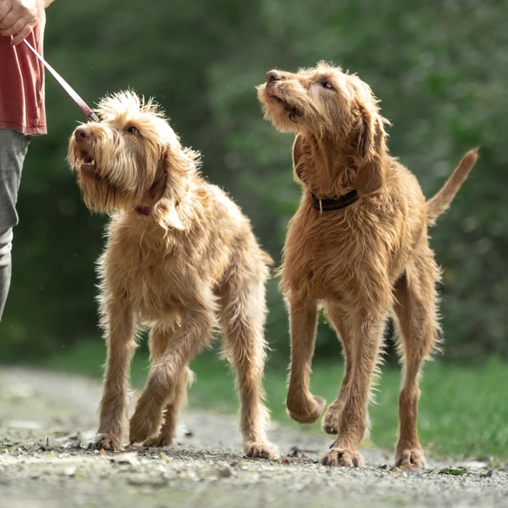 Pet Vaccinations in Cambridge